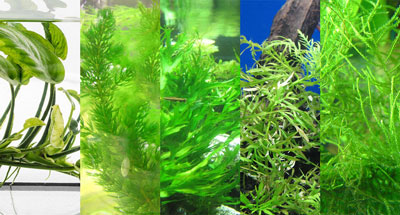 five submersed aquarium plants