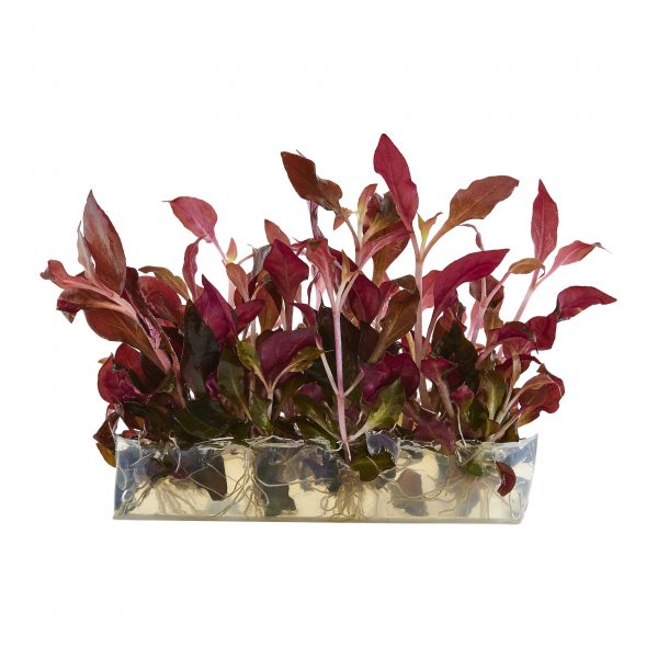 Best Red Aquarium Plants  Complete Aquatic Systems