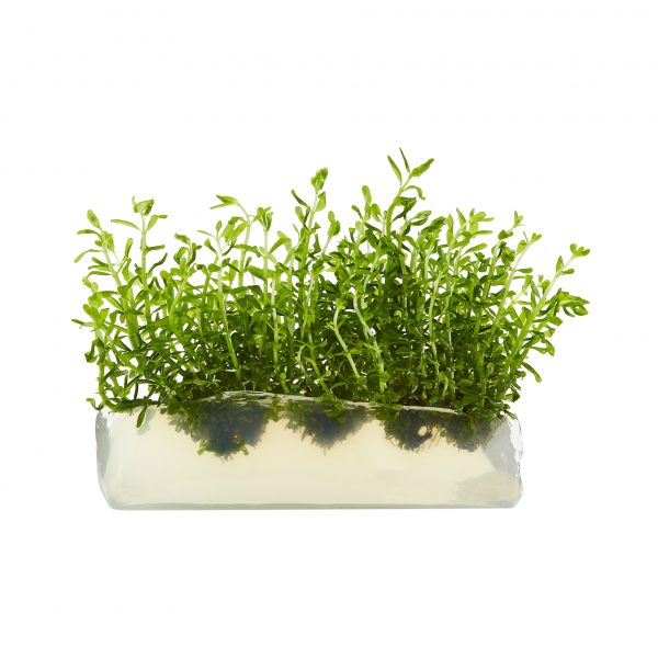 Rotala Rotundifolia Blood Red | Order Aquatic Plants