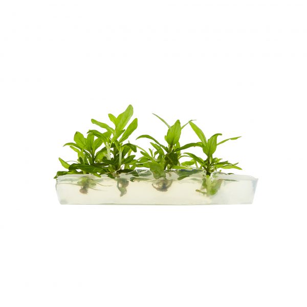 Stаurоgуnе Repens Aquarium Plant - AquaPlants 775116 2 Tissue Culture 600x600