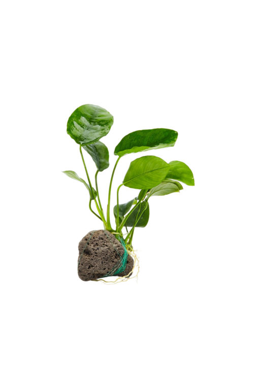 Anubias on Rock