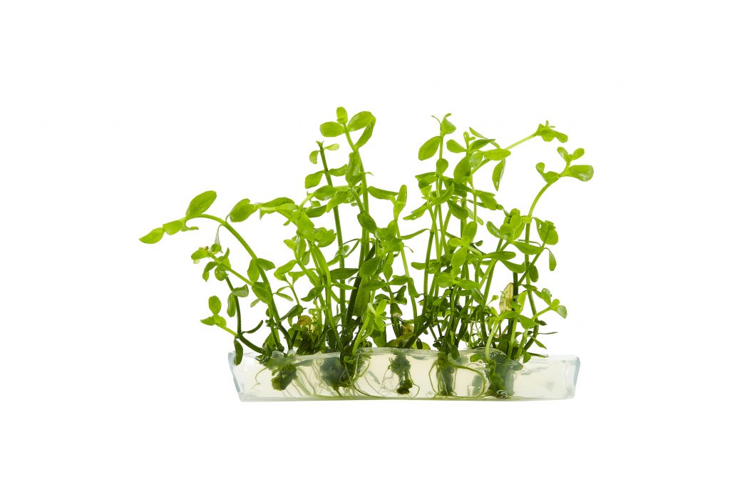 Bacopa Monnieri Aquarium Plant Add to Your Aquarium