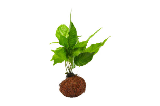 Coco Ball with Plants