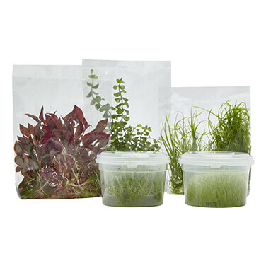 five tissue culture plants in plastic packaging