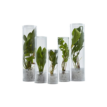 five green aquatic plants in tube packaging