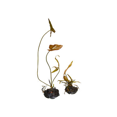 aquatic plants with bulb attached