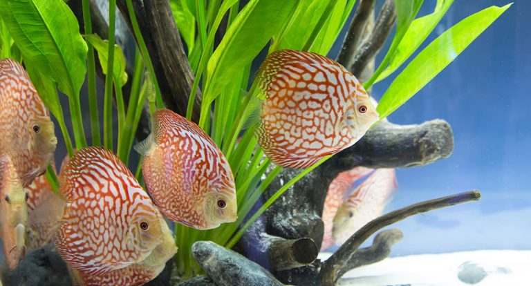 Choosing the Right Aquarium Plants For Your Set-Up