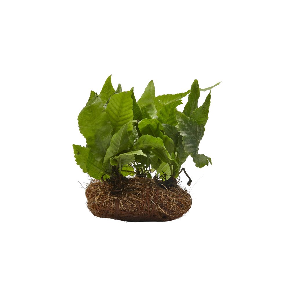 Plants on Coco mat Complete Aquatic Systems