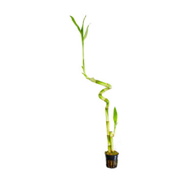 potted bamboo plant