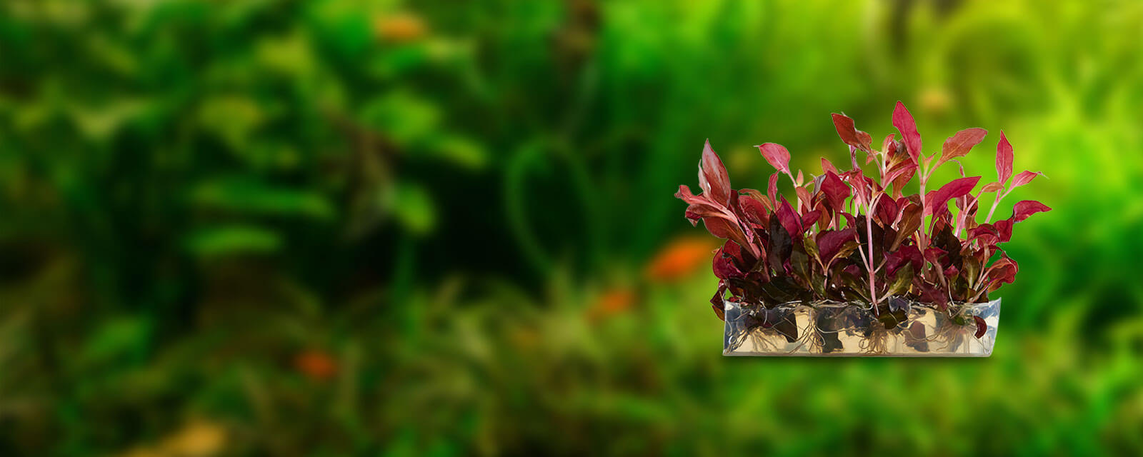 reddish aquatic plants in tray of water