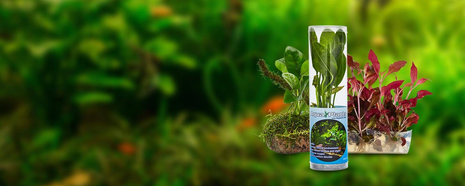 green aquatic plant in plastic tube
