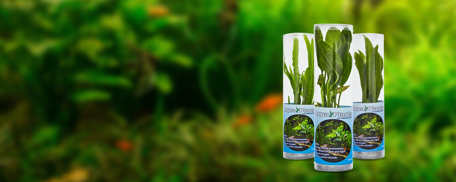 three green aquatic plants in plastic tubes