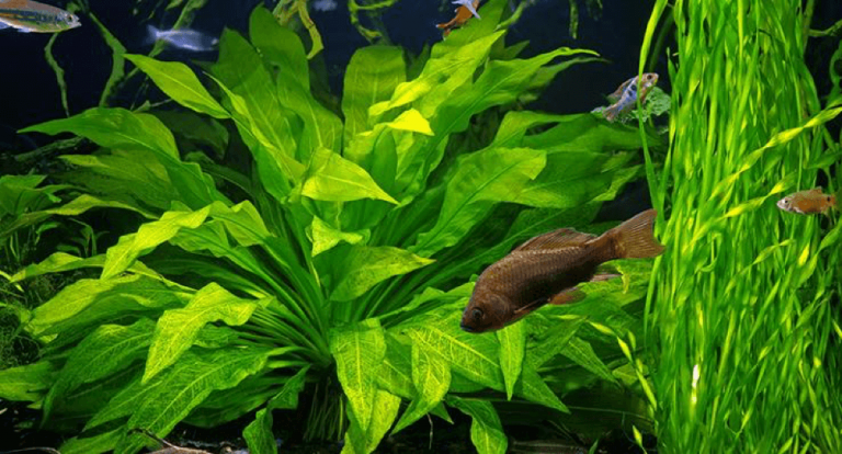 Our Beginner’s Guide to Aquascaping