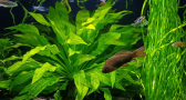 leafy aquatic plants and fish