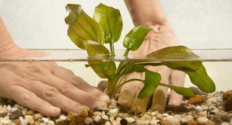 Starting an Aquarium? Follow Our Aquascaping Tips and Consider These 5 Starter Plants