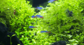 submersed aquatic plants