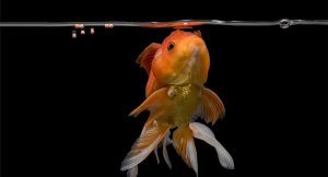 Goldfish at feeding time